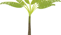 Palm Tree