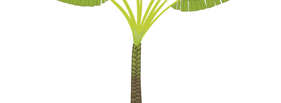 Palm Tree